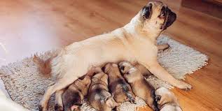 Pug Pregnancy Understanding What It Is And How To Spot It