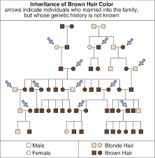 Genetics Unit Genetics Brown Hair Colors Hair Color