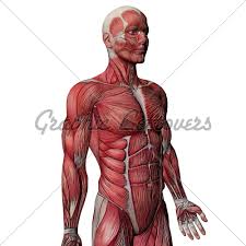 Muscles of the human body, torso and arms, beautiful colorful illustration. Human Body Xray Muscles Torso Gl Stock Images