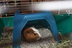 the best guinea pig bed your pet will