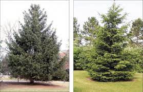 norway spruce natural resource