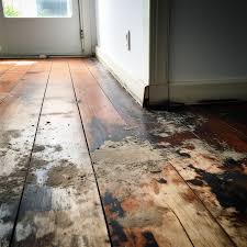 remove mold from plywood suloor
