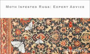 carpet moth infestation wool rug moths