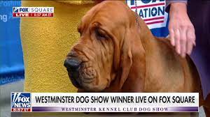 Westminster Dog Show 2022: Trumpet ...