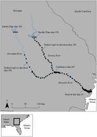 Annual Spawning Migrations Of Adult Atlantic Sturgeon In The
