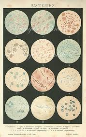 Antique Science Print Bacteria Chart 1882 Wall Art Vintage