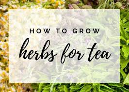 How To Grow Herbs For Tea List Of