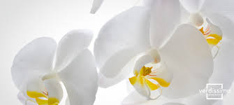 the meaning of the white orchid