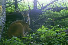 Scouting Deer Bedding Areas Locating