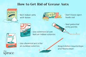 how to get rid of grease ants thief ants