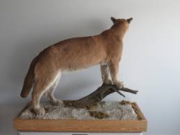 mountain lion life size taxidermy on