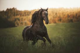 a horse running on a gr field free