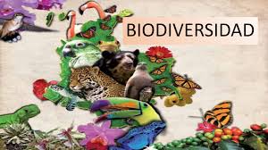 Guardarguardar dibujos de la biodiversidad para más tarde. Calameo Diapositiva Biodiversidad