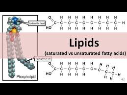 lipids saturated unsaturated fats