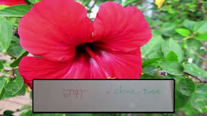 Flowers Name In Hindi English Flowers