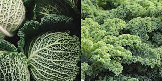https://cruciblecookware.com/it-gb/blogs/consigli-e-ispirazione-per-pentole-cucina-cottura/exploring-the-world-of-leafy-greens-a-comprehensive-guide-to-kale-and-cabbage gambar png