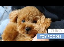 cute toy poodle zuko the toy poodle