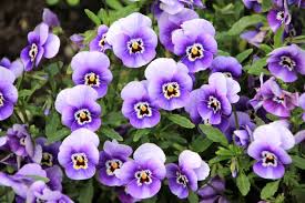 62 types of purple flowers with