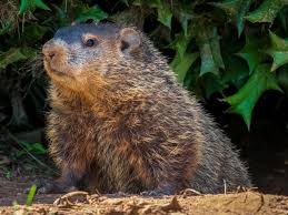 get rid of groundhogs in your yard