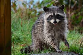 Keep an eye on your bird feeders. Trouble With Raccoons Great Tips Say Yes To Ses