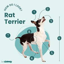 rat terrier breed characteristics