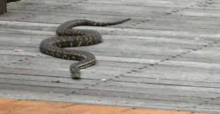 snake season in australia keeping