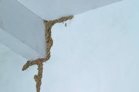 how to get rid of subterranean termites