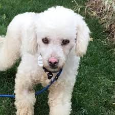poodle cross dibs rescue