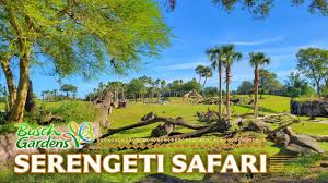 zoo tours serengeti plain safari