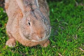 how to keep rabbits out of garden beds