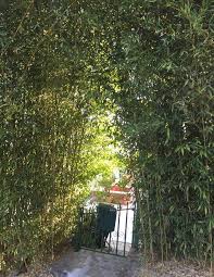 Bamboos For Hedging Black Bamboo