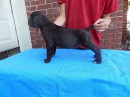 It is used for personal protection, tracking, law enforcement, as a guard dog, and as a companion dog. Cane Corso Puppies For Sale In San Antonio Texas Classified Americanlisted Com