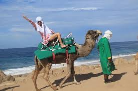 Appreciate the protected landscape of la rambla de this activity is not recommended for participants with back problems. Goadventure Cabo San Lucas Camel Ride And Encounter On Beach And Desert