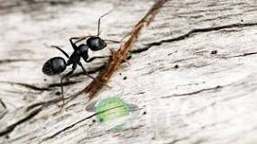 karınca-ne-öldürür