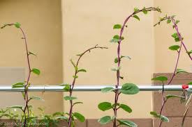 Malabar Spinach How To Grow And Use