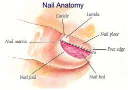 nail anatomy cal center