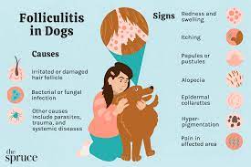 folliculitis in dogs