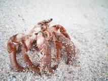 why-do-hermit-crabs-leave-their-shell