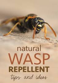 natural wasp repellent tips five spot