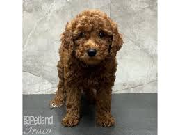 miniature poodle dog female red 3948411
