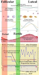 Clomid Fertility Chart Ovulation Chart