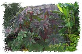 Coolest Plant From The Nc State Fair Castor Bean Ricinus
