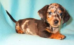 A dachshund can be a good fit for a novice owner as long as they attend obedience and puppy training classes. Dapple Dachshund For Sale Ohio Petsidi