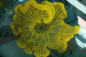 yellow carpet anemones add to an