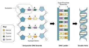 dna protein synthesis practice
