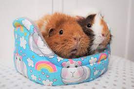 Make Your Own Guinea Pig Cuddle Cups
