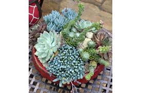Summer Succulent Container Diy Pike