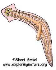 Phylum Platyhelminthes Flatworms