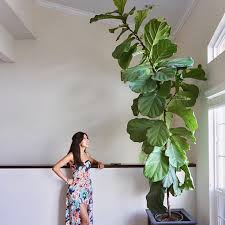 Large And Tall Indoor Plants