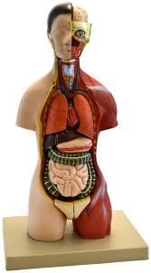 Partly embroidered anatomical torso and head print, showing the blood circulation of arteries, in ☞the anatomical print is from quain's elements of anatomy by jones quain and sir edward albert. Eisco Adult Torso Anatomical Model